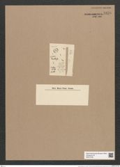 Synedra tenella Grun. (de-Toni-Nr.: Genus 66, Species 2665) Zeichnungen Sammlung Grunow Nr. 5376 (NHMW-BOT-W0373796)